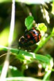 /album/coleoptera/chrysomela-aeneicollis-1-jpg/
